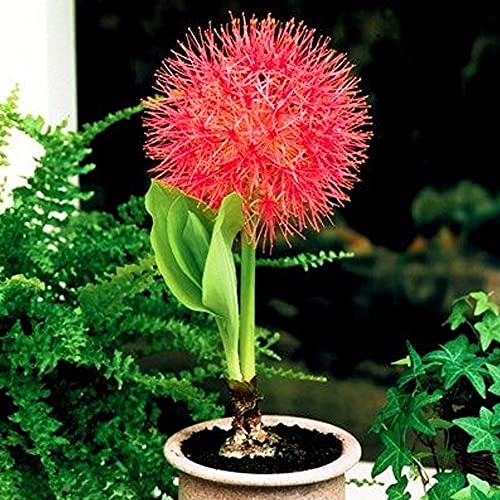 Kraft Seeds Football Lilly Flower Bulbs (8 Bulbs)